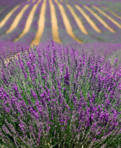 french lavender