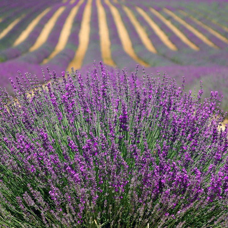 Dwarf French Provence Lavender Plant Seeds 200 Seeds 